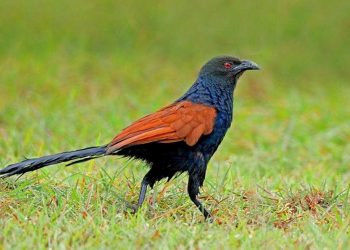 Có khả năng tự bảo vệ bản thân khỏi đối thủ khá cao
