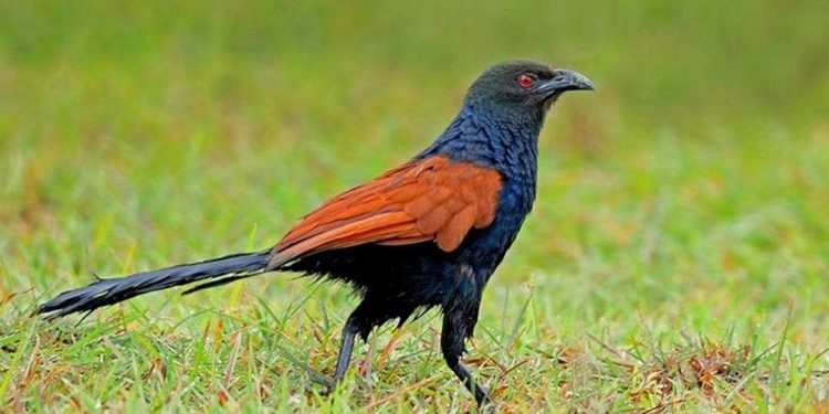 Có khả năng tự bảo vệ bản thân khỏi đối thủ khá cao