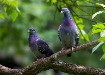 Loài bồ câu vô cùng gần gũi con người