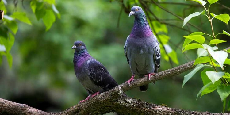 Loài bồ câu vô cùng gần gũi con người