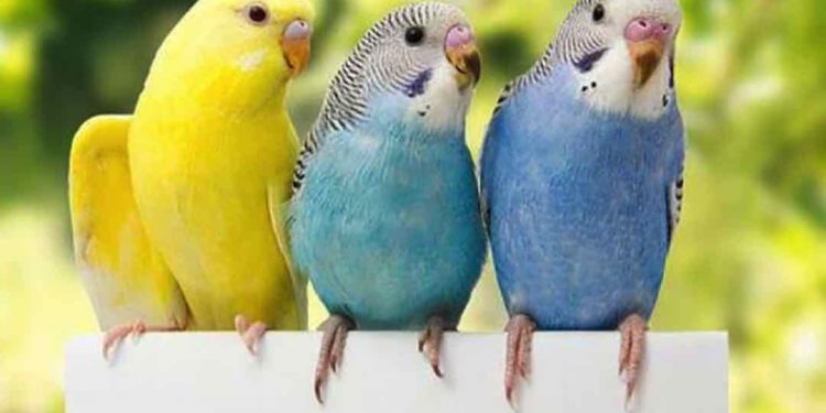 Vẹt là một loài rất nổi bật trong giới chim cảnh