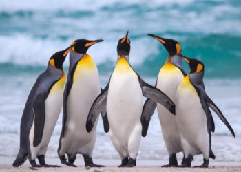 Cánh cụt chủ yếu tập trung ở khu vực Nam bán cầu