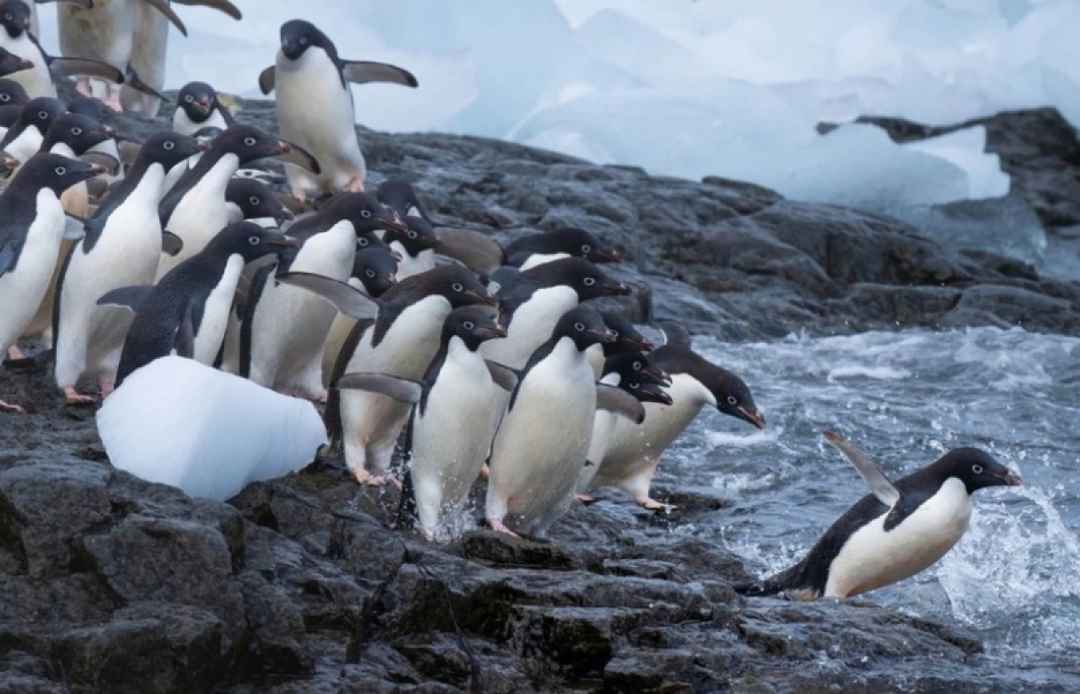 Tìm hiểu về những tập tính của chim cánh cụt