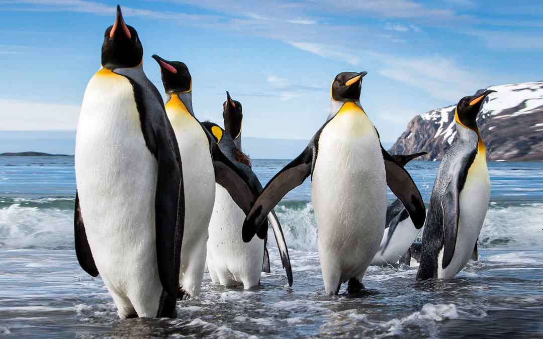 Chim cánh cụt còn có nhiều điểm thú vị khác có thể bạn chưa biết