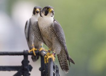 Những điều bạn chưa biết về loài chim “máu lạnh”