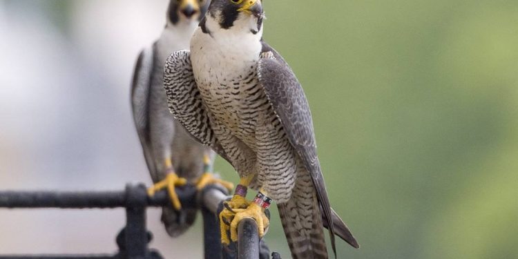 Những điều bạn chưa biết về loài chim “máu lạnh”