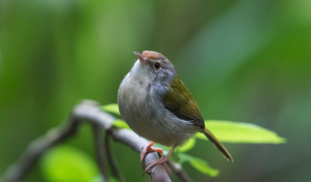 Chim chích thường sống ở những khu vực khí hậu ấm áp