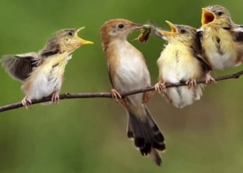 Chim chích có phải là chim sâu không?