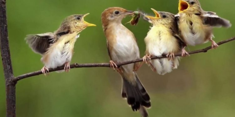 Chim chích có phải là chim sâu không?