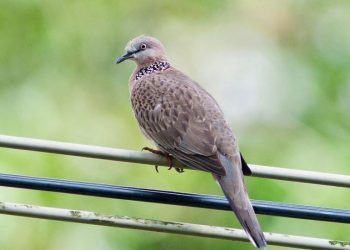 Cu gáy là loài chim không di cư theo mùa