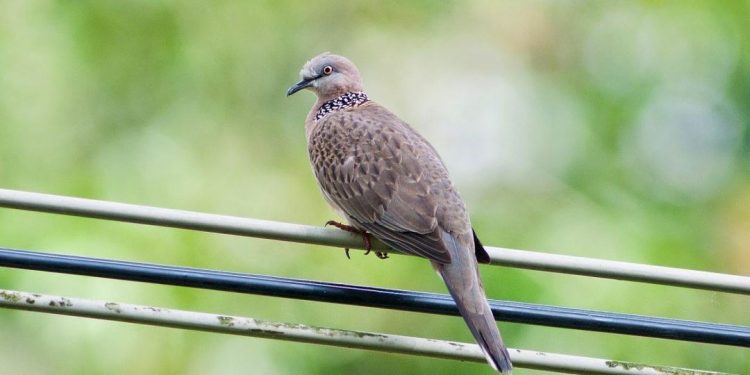 Cu gáy là loài chim không di cư theo mùa