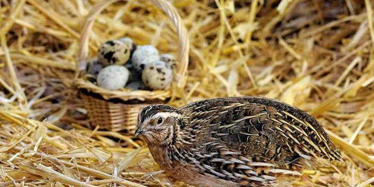 Chim cút không di cư mà chọn ở theo đàn