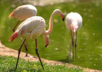 Những điều bạn chưa biết về loài chim phong thủy