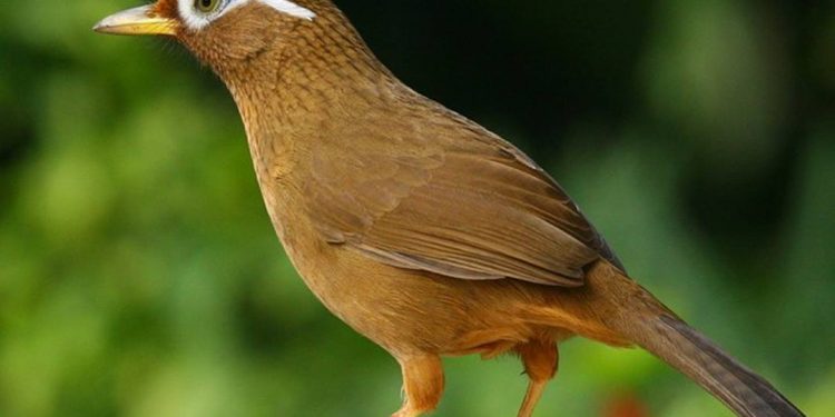 Nguồn gốc chim Họa Mi