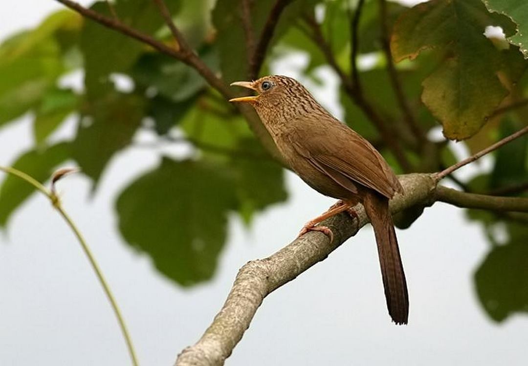 Huấn luyện chim Họa Mi hót hay