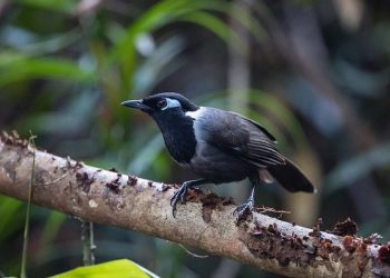 Chim Khướu và những thông tin thú vị về giống chim cảnh 