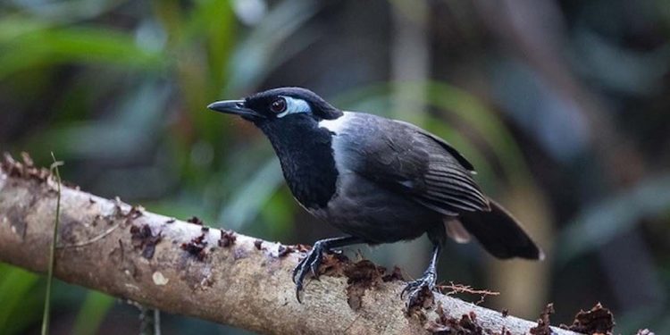 Chim Khướu và những thông tin thú vị về giống chim cảnh