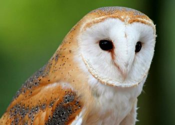 Chim cú lợn chủ yếu hoạt động ban đêm nên mang âm khí nặng