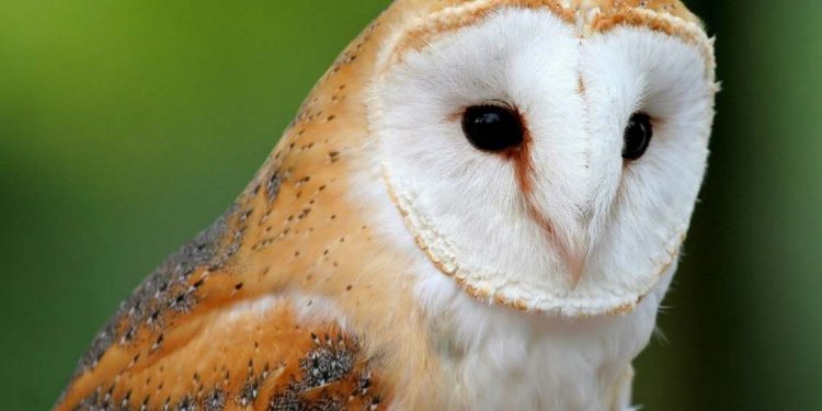 Chim cú lợn chủ yếu hoạt động ban đêm nên mang âm khí nặng