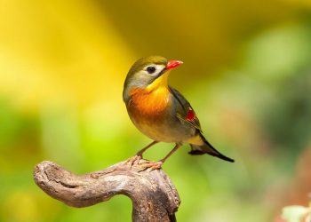 Chim ngũ sắc thường sống cùng nhau theo từng cặp đến trọn đời