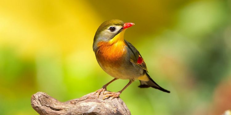 Chim ngũ sắc thường sống cùng nhau theo từng cặp đến trọn đời