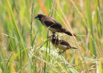 Chim sắc ô thường sống trên những cánh đồng lúa bát ngát