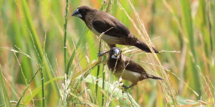 Chim sắc ô thường sống trên những cánh đồng lúa bát ngát