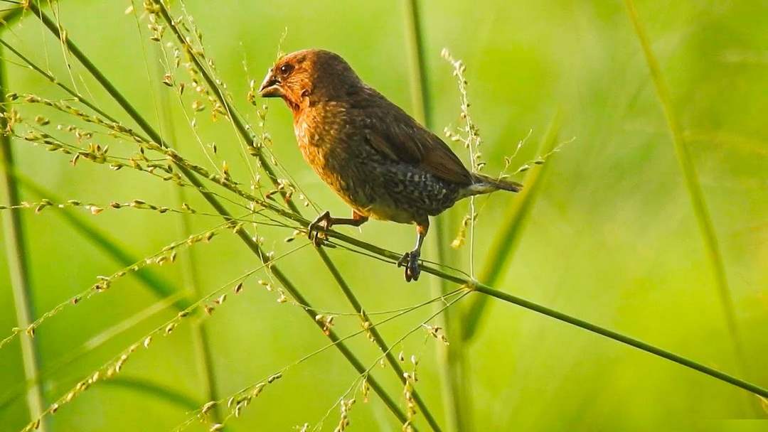 Chim sẻ và chim ri không phải cùng một loại