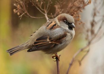 Loài sẻ sở hữu dáng vóc lùn và thân hình mập mạp