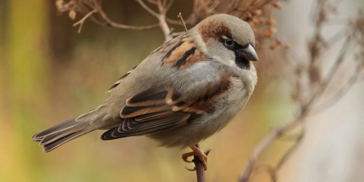 Loài sẻ sở hữu dáng vóc lùn và thân hình mập mạp