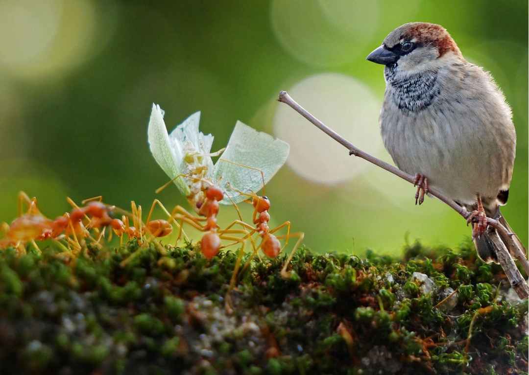 Nhiều cá nhân chọn các tự nuôi sẻ để nhân giống và lấy thịt