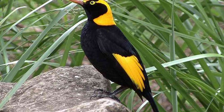 Top loài chim được nhiều người yêu thích