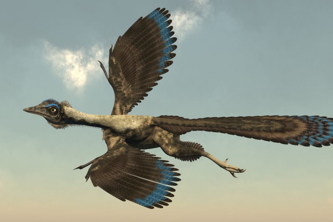 Chim thủy tổ còn biết đến với tên gọi khoa học là Archaeopteryx