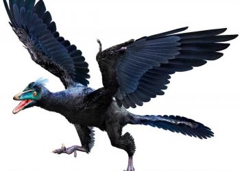 Chim thủy tổ được xem như tổ tiên các loài chim từ lâu đời