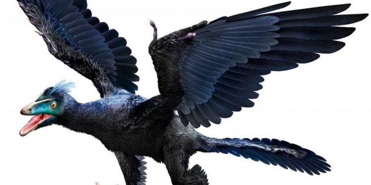 Chim thủy tổ được xem như tổ tiên các loài chim từ lâu đời