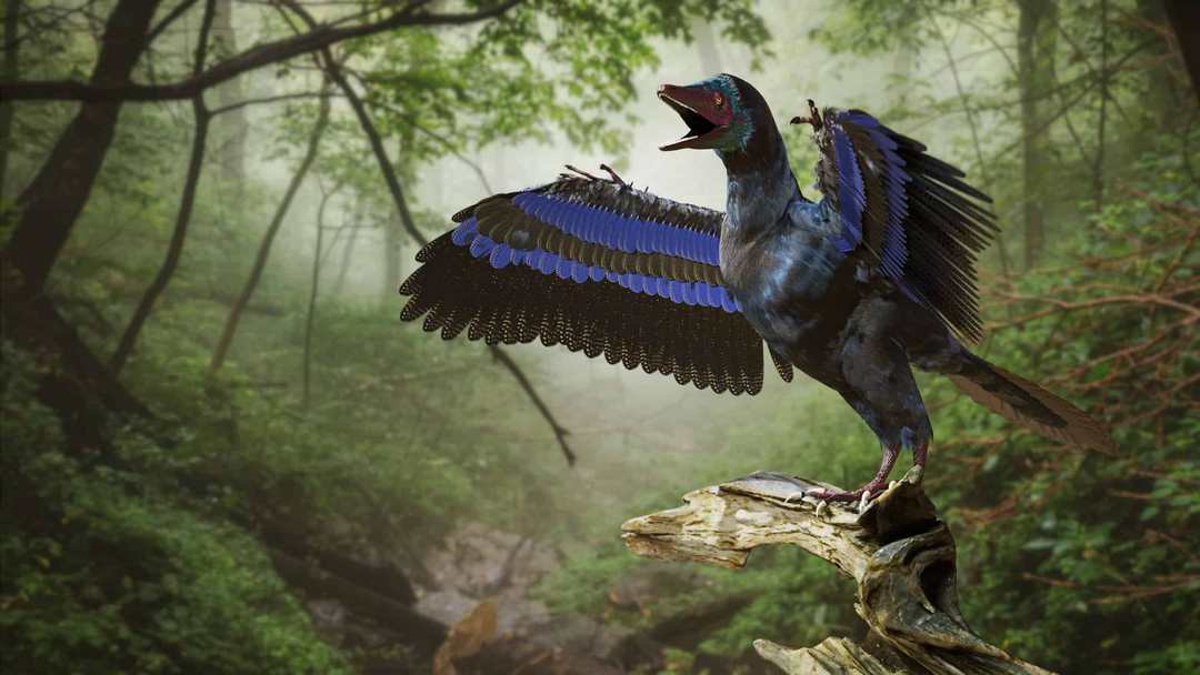 Các bằng chứng về sự phân loại Archaeopteryx còn nhiều mơ hồ