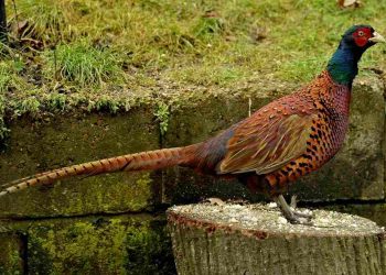 Chim trĩ có bộ lông đuôi dài