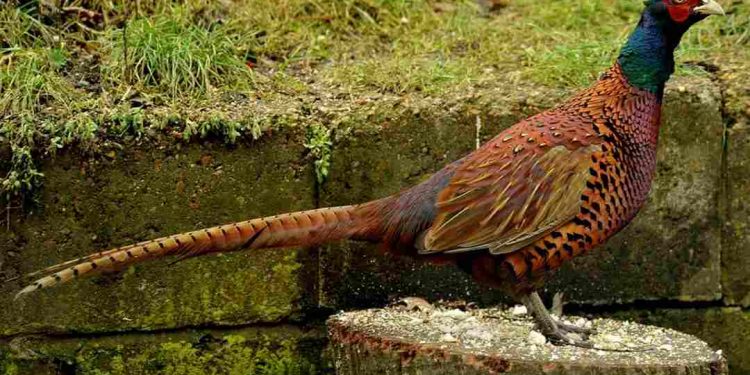 Chim trĩ có bộ lông đuôi dài