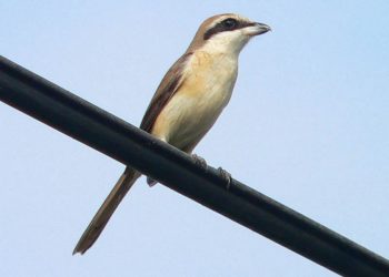 Chim Bách Thanh đến từ đâu?