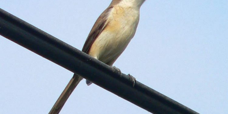 Chim Bách Thanh đến từ đâu?