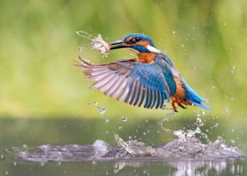 Bói cá là bậc thầy cao thủ săn mồi trong giới tự nhiên