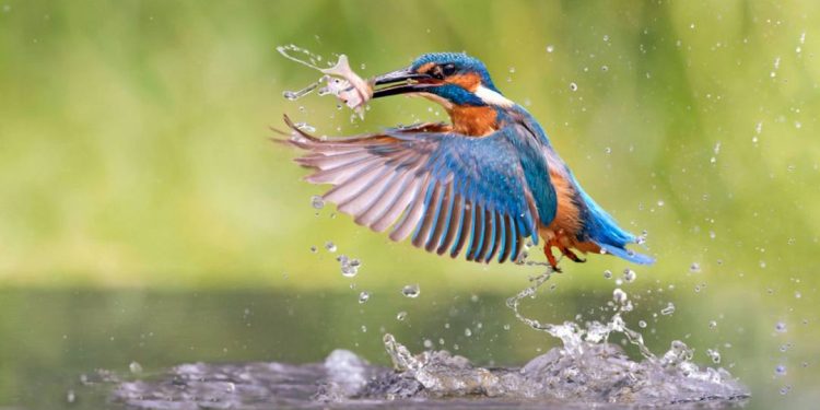 Bói cá là bậc thầy cao thủ săn mồi trong giới tự nhiên