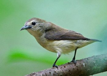 Chim có vẻ bề ngoài nhỏ nhắn, màu lông xanh lá mềm mượt