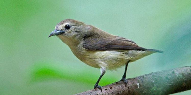 Chim có vẻ bề ngoài nhỏ nhắn, màu lông xanh lá mềm mượt