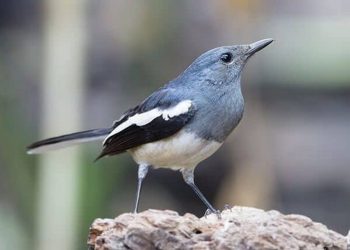 Bạn có thể tự mua sâu rang khô làm cám cho chim chích chòe