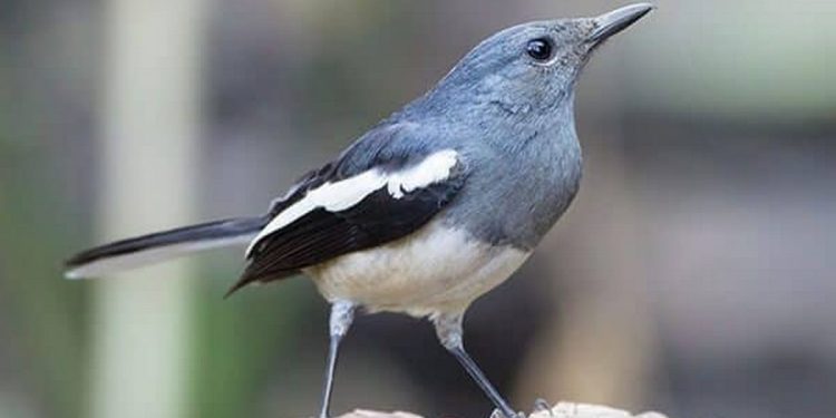 Bạn có thể tự mua sâu rang khô làm cám cho chim chích chòe