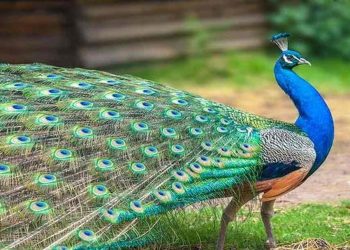 Chim công có 3 loài công là công ấn độ, ngũ sắc và khổng tước trắng