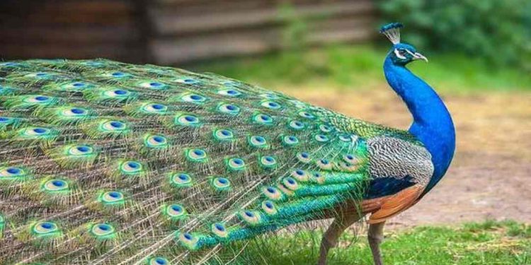 Chim công có 3 loài công là công ấn độ, ngũ sắc và khổng tước trắng