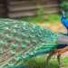 Chim công có 3 loài công là công ấn độ, ngũ sắc và khổng tước trắng