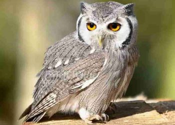 Tiếng kêu của chim cú mèo nghe rất sợ hãi nhất là vào ban đêm.